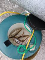 秩父フライフィールド 釣果