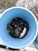 秩父フライフィールド 釣果