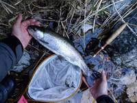 秩父フライフィールド 釣果