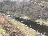 秩父フライフィールド 釣果