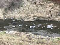 秩父フライフィールド 釣果