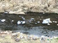 秩父フライフィールド 釣果