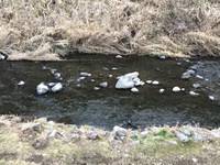 秩父フライフィールド 釣果