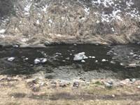 秩父フライフィールド 釣果