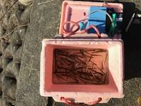 秩父フライフィールド 釣果