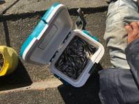 秩父フライフィールド 釣果