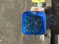 秩父フライフィールド 釣果