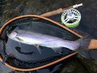 秩父フライフィールド 釣果