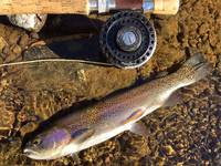 秩父フライフィールド 釣果