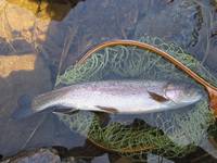 秩父フライフィールド 釣果