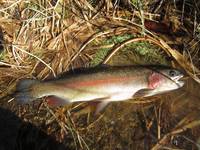 秩父フライフィールド 釣果