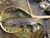 秩父フライフィールド 釣果