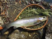 秩父フライフィールド 釣果