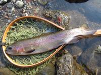 秩父フライフィールド 釣果