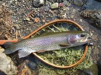 秩父フライフィールド 釣果