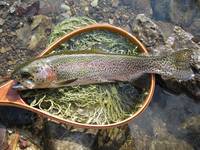 秩父フライフィールド 釣果