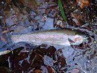 秩父フライフィールド 釣果