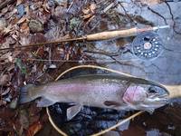 秩父フライフィールド 釣果