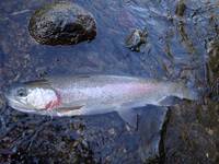 秩父フライフィールド 釣果