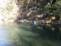 秩父フライフィールド 釣果