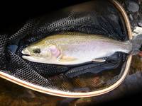 秩父フライフィールド 釣果