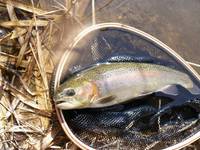 秩父フライフィールド 釣果