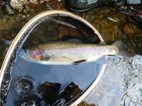 秩父フライフィールド 釣果