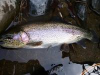 秩父フライフィールド 釣果