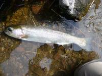 秩父フライフィールド 釣果