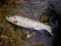 秩父フライフィールド 釣果