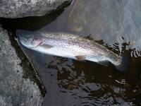 秩父フライフィールド 釣果