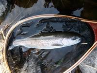 秩父フライフィールド 釣果