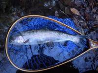 秩父フライフィールド 釣果