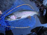 秩父フライフィールド 釣果