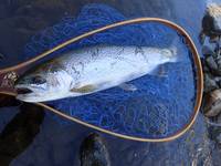 秩父フライフィールド 釣果