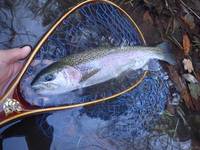 秩父フライフィールド 釣果