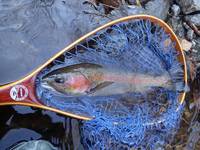 秩父フライフィールド 釣果