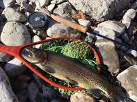 秩父フライフィールド 釣果