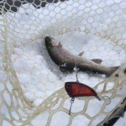 フィッシング サンクチュアリ 釣果