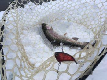 フィッシング サンクチュアリ 釣果