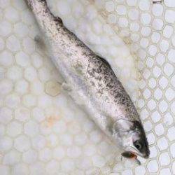 フィッシング サンクチュアリ 釣果