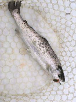 フィッシング サンクチュアリ 釣果