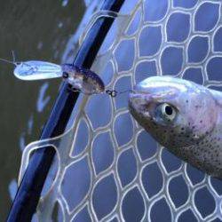 フィッシング サンクチュアリ 釣果