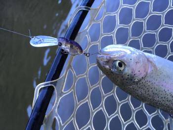 フィッシング サンクチュアリ 釣果