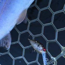 フィッシング サンクチュアリ 釣果