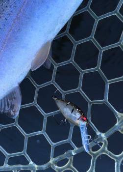 フィッシング サンクチュアリ 釣果