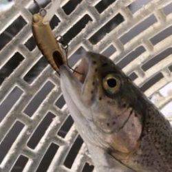 フィッシング サンクチュアリ 釣果