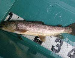 フィッシング サンクチュアリ 釣果