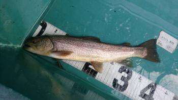 フィッシング サンクチュアリ 釣果