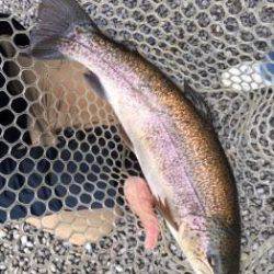 フィッシング サンクチュアリ 釣果